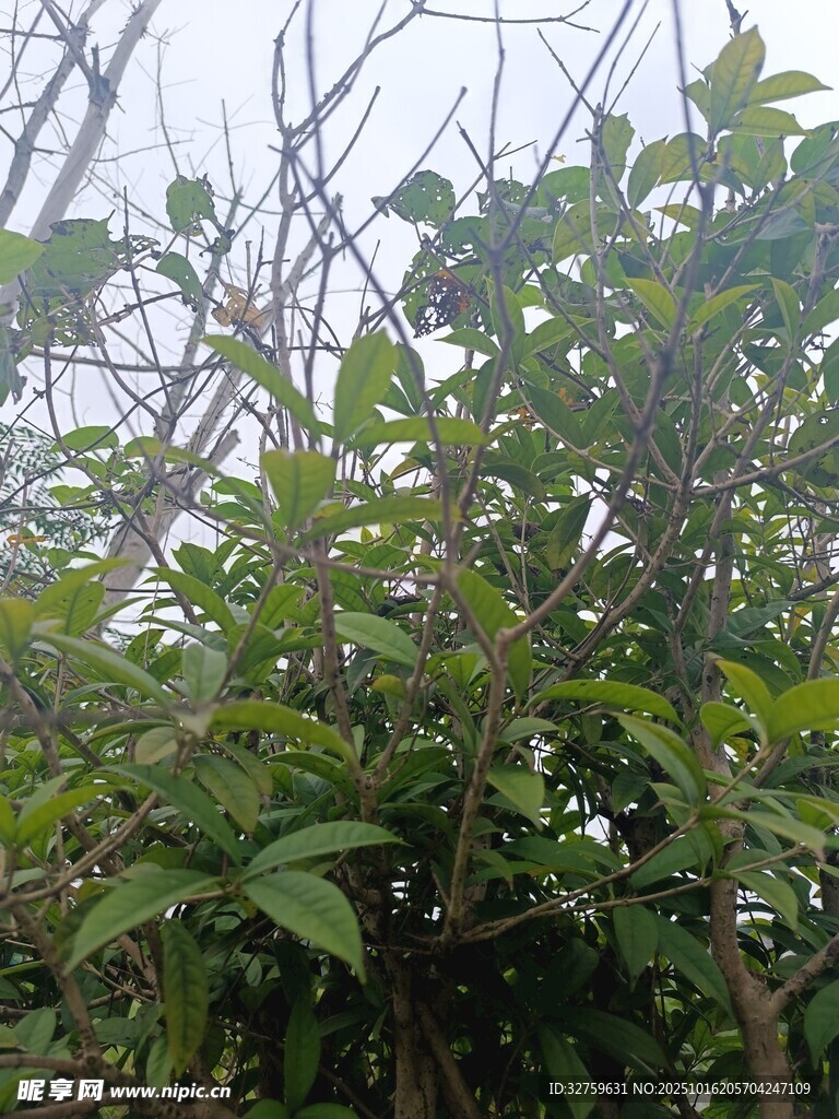 繁茂绿植 