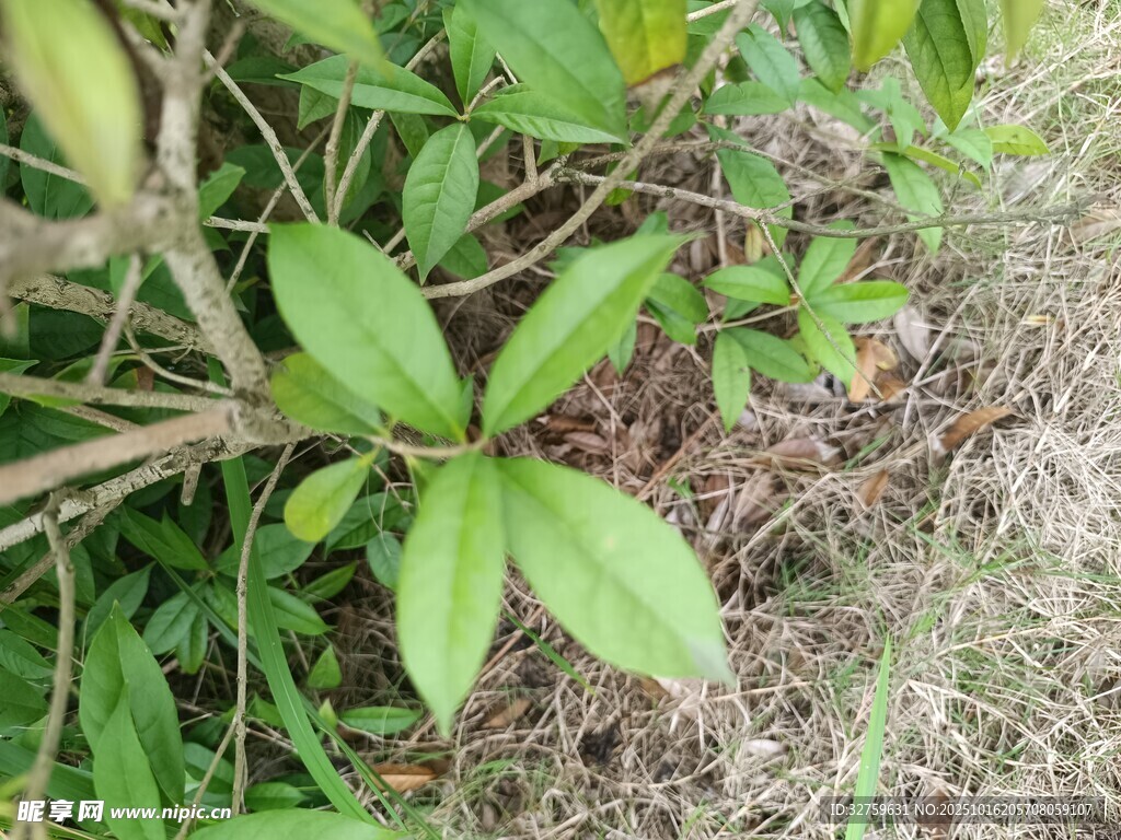 绿叶丛生的地面植物