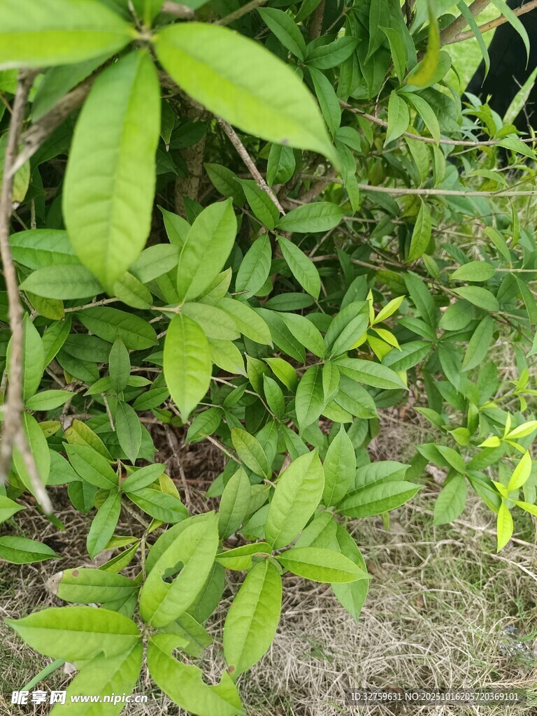 绿叶繁茂的地面植物景观