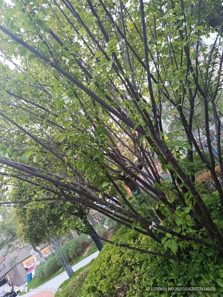 繁茂树枝与绿植景观