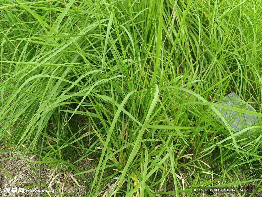 翠绿茂盛的野草景观