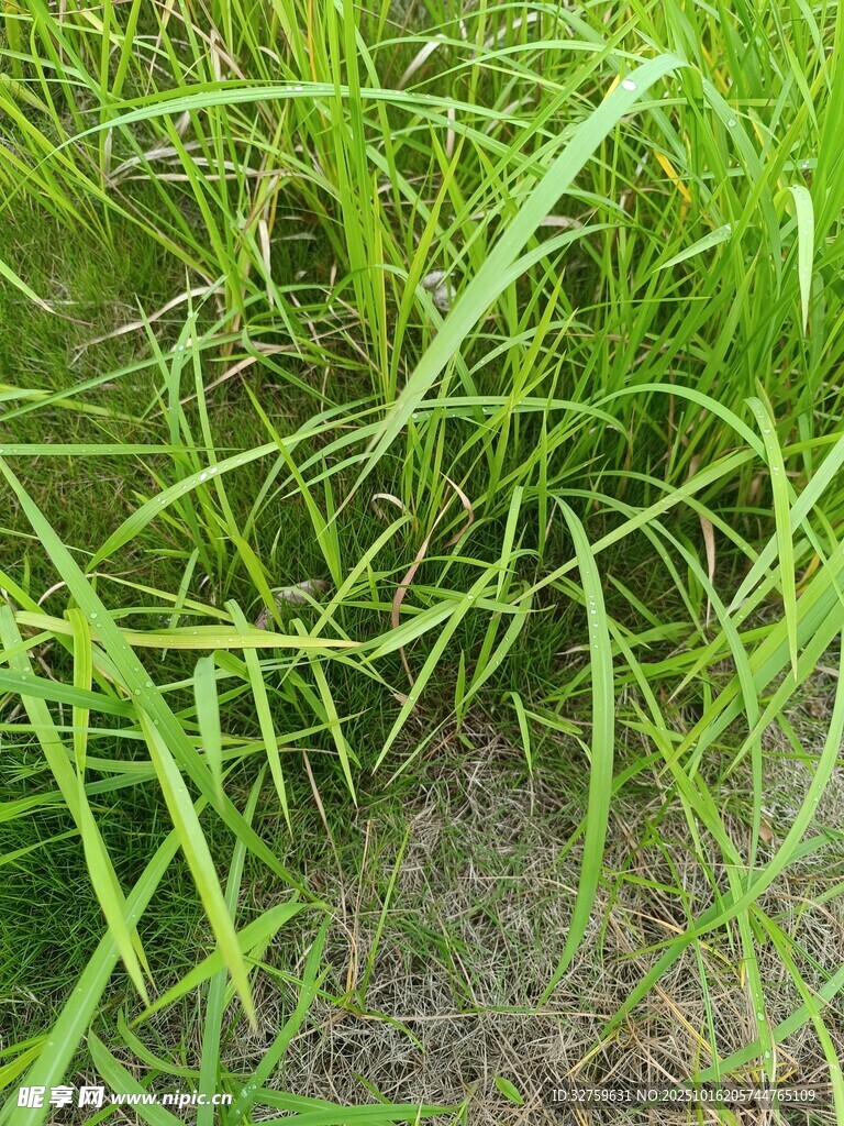 嫩绿青草特写