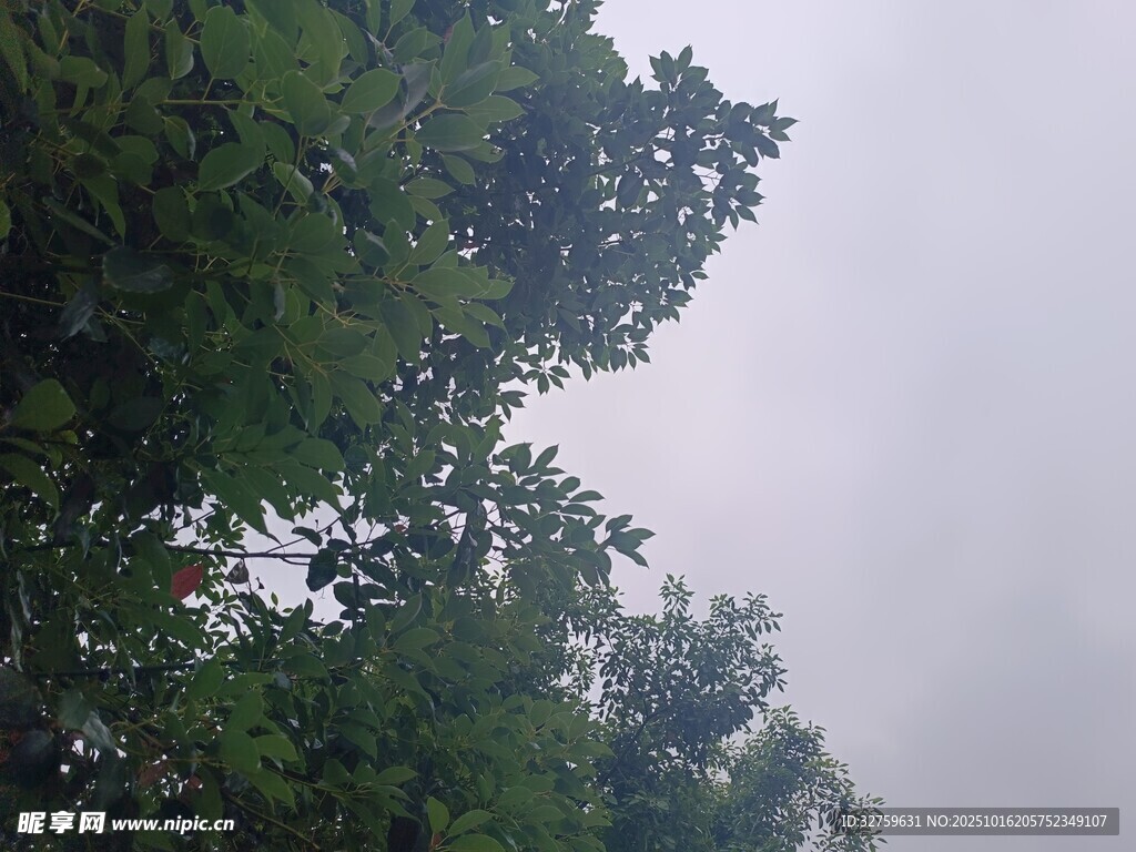 仰视茂密树林与天空