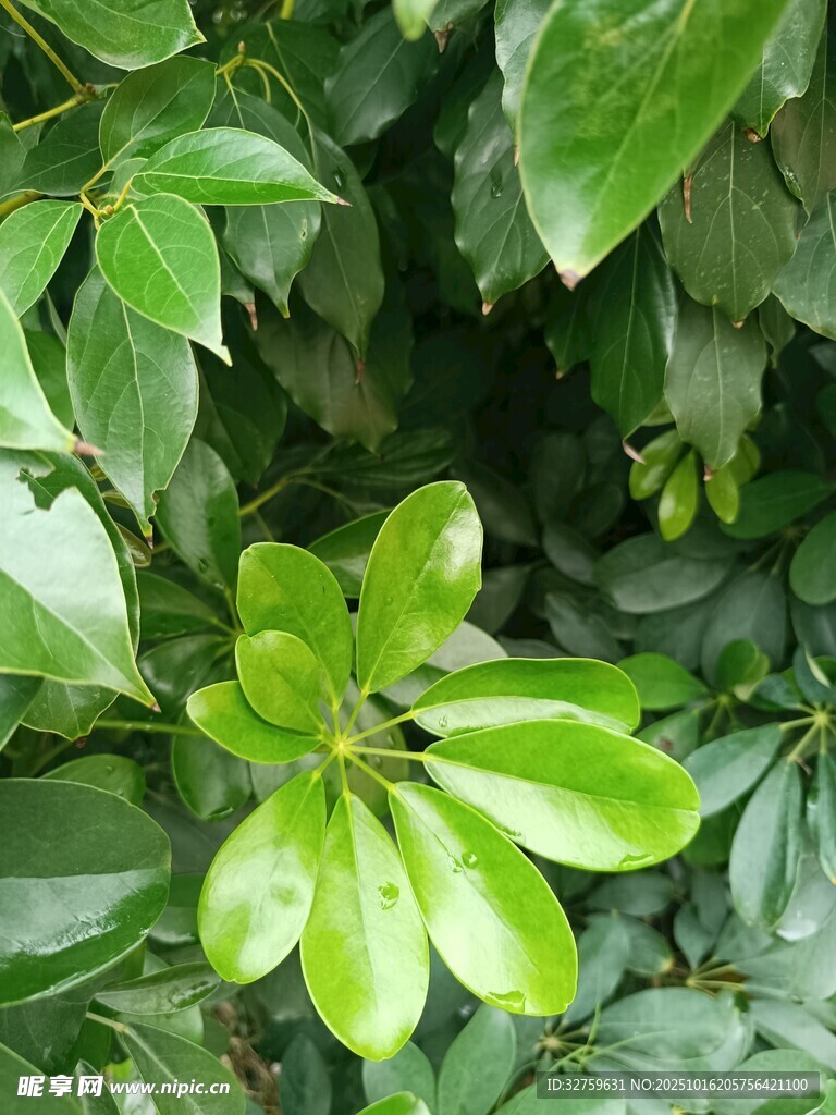 翠绿叶片的生机植物