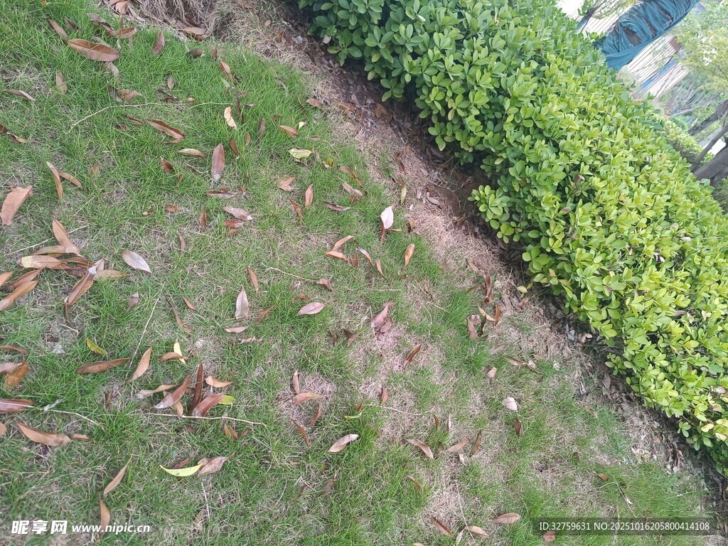 草地旁的绿植与散落枯叶
