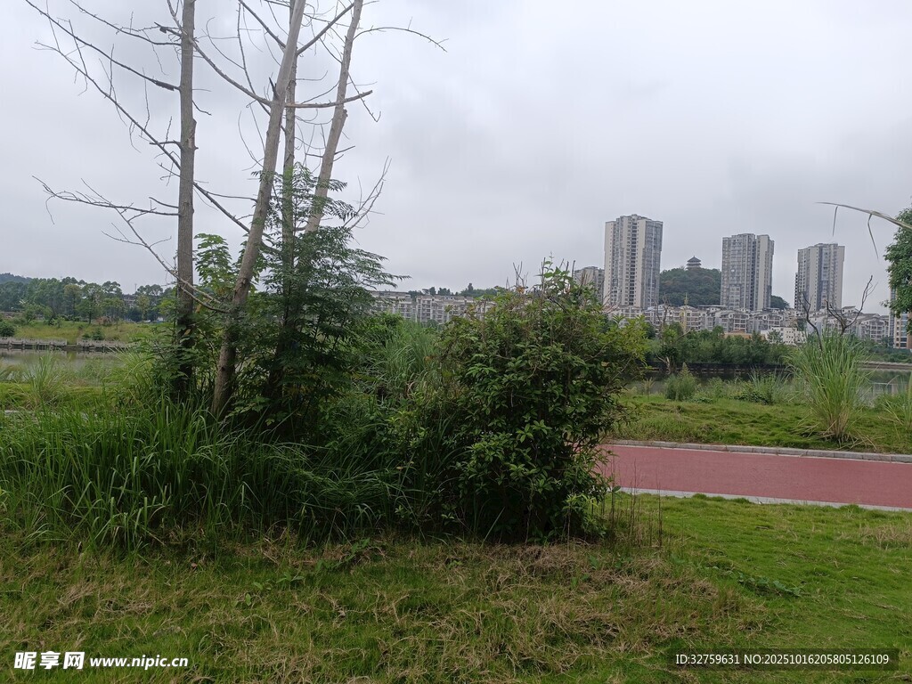 城郊绿地与远处高楼景观