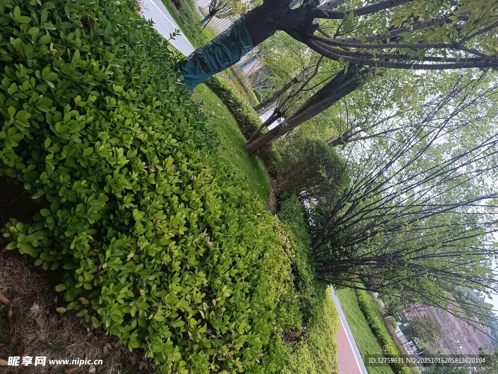 春日葱郁绿植景观