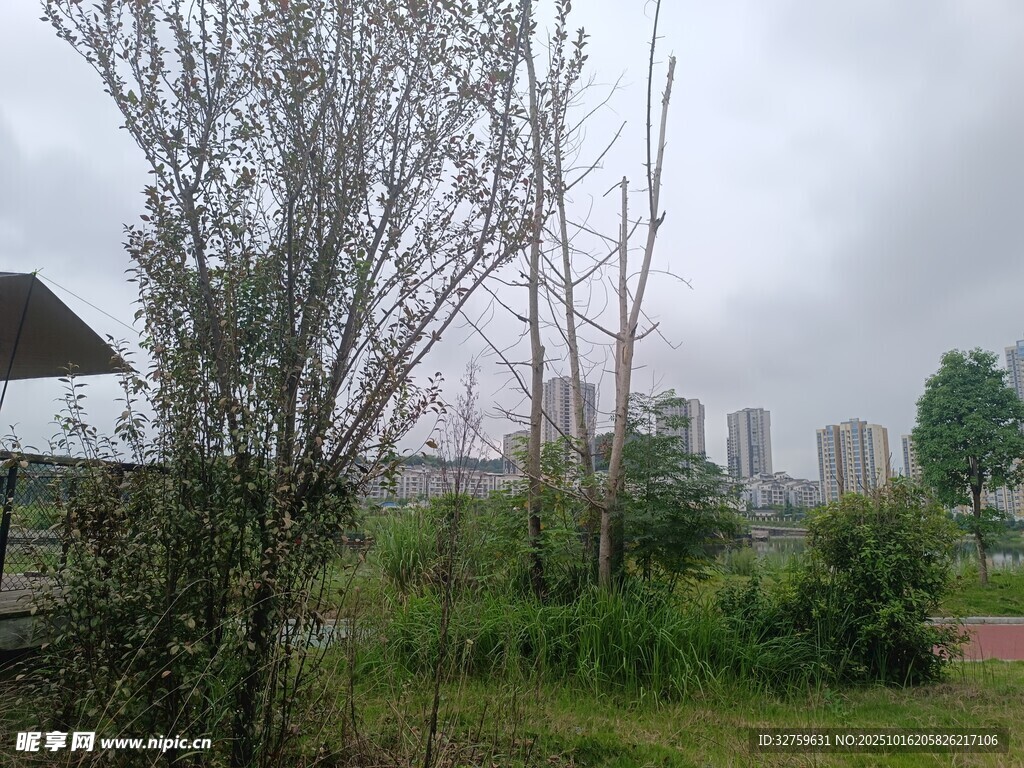 城郊草木与远处城市景观