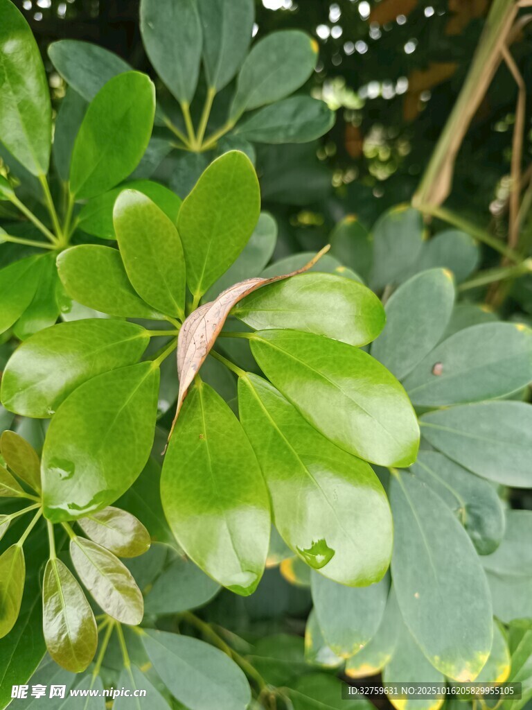 翠绿叶片的生机植物