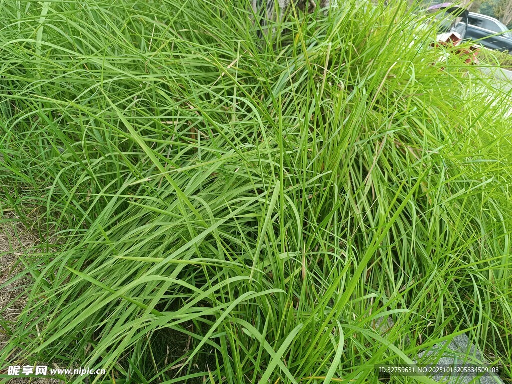 茂盛的绿色草丛