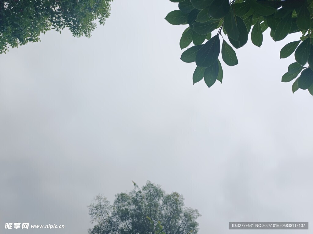 仰视绿树与朦胧天空