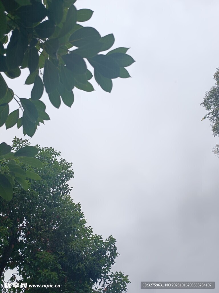 林间云雾中的葱郁树冠