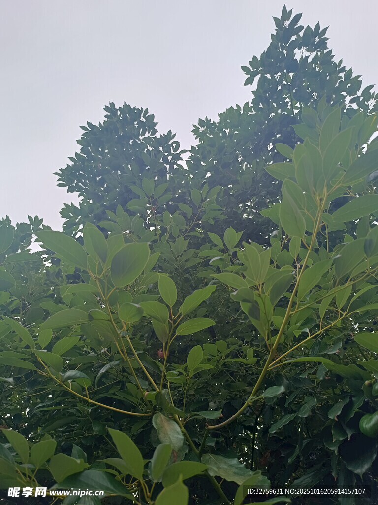茂密树林中的繁茂绿植
