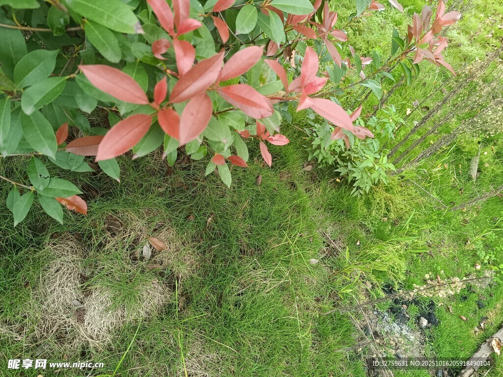 绿叶间的嫣红花卉