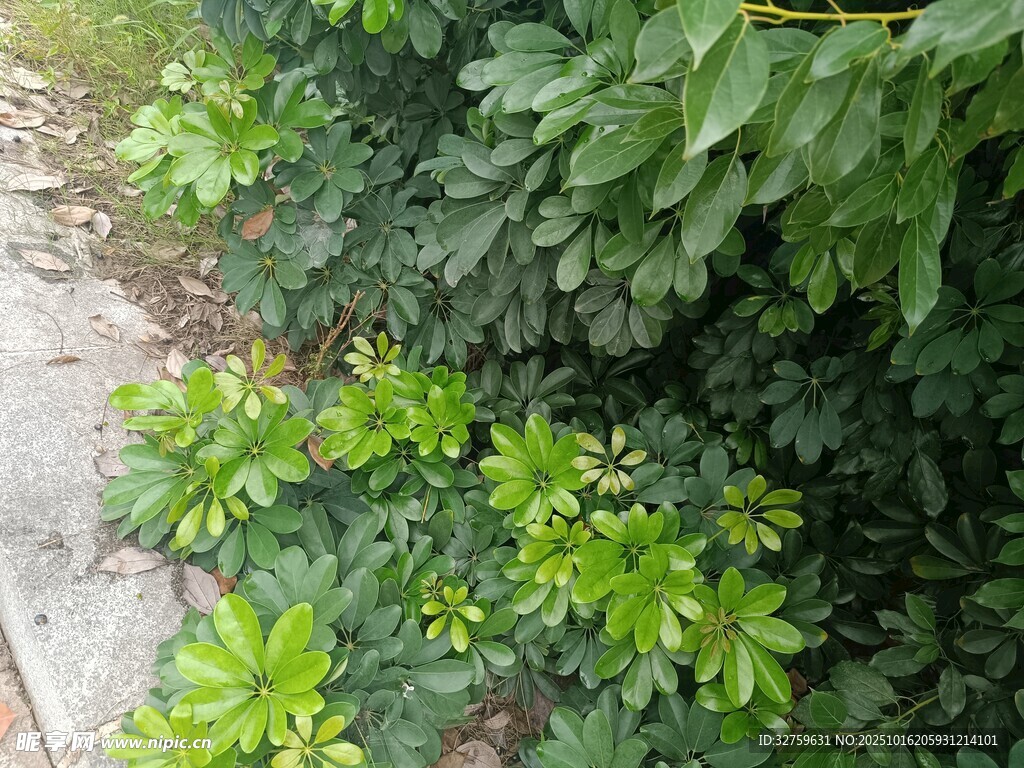 绿叶繁茂的植物景观
