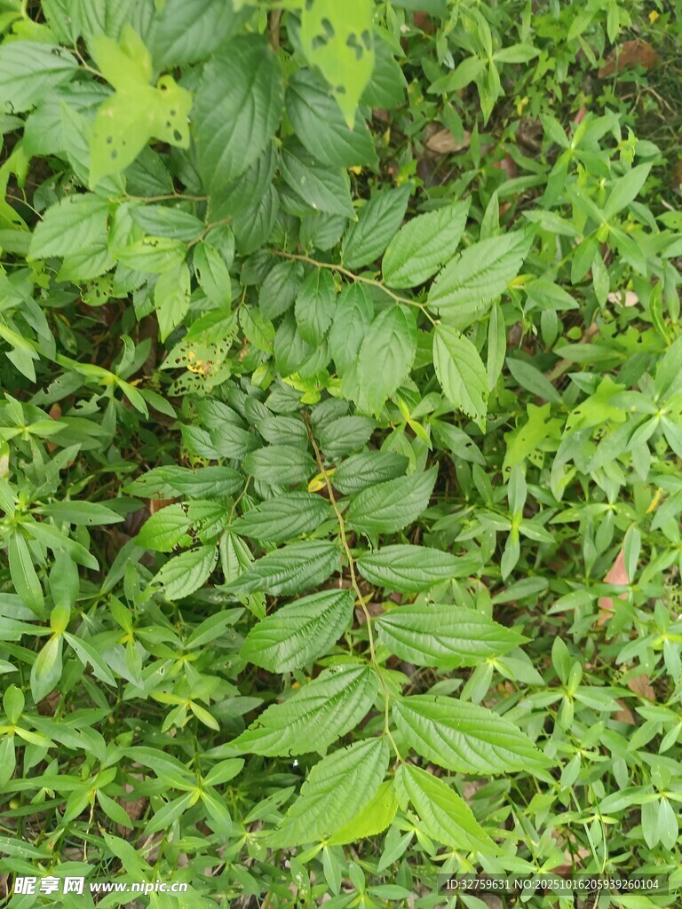 翠绿繁茂的蕨类植物景观