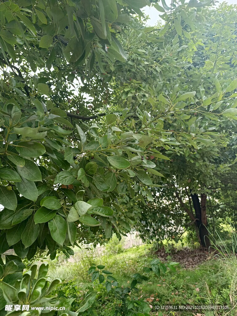 林间绿意盎然的自然景致