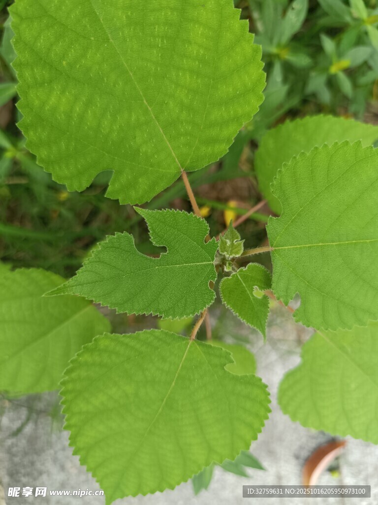 绿叶丛中的昆虫特写
