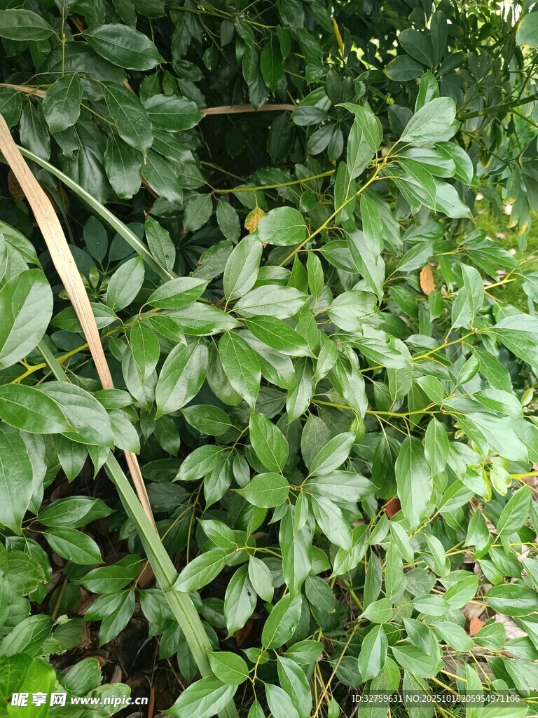 茂密绿植景观