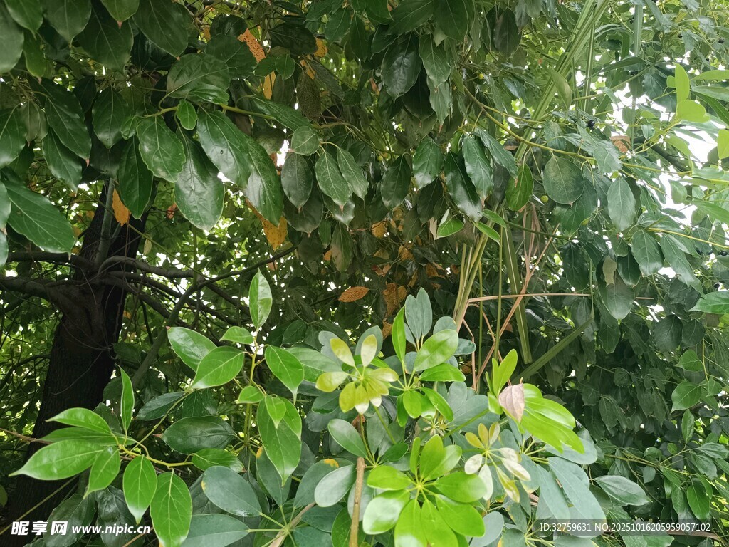 绿叶繁茂的植物景象