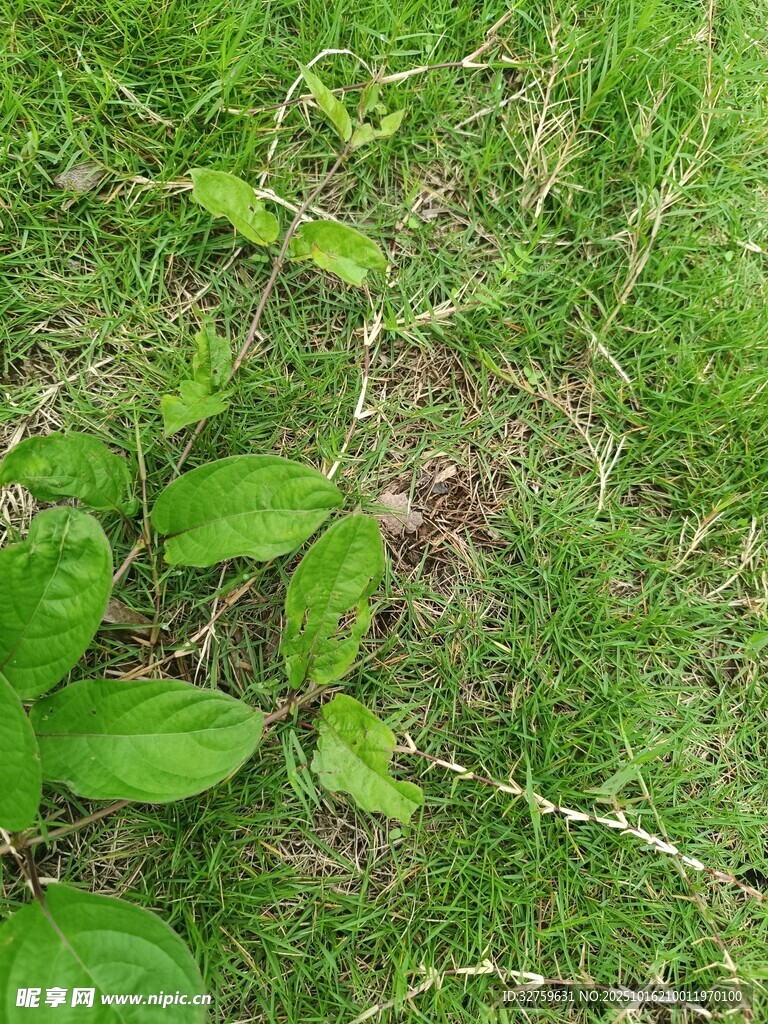 草地上的嫩绿植物