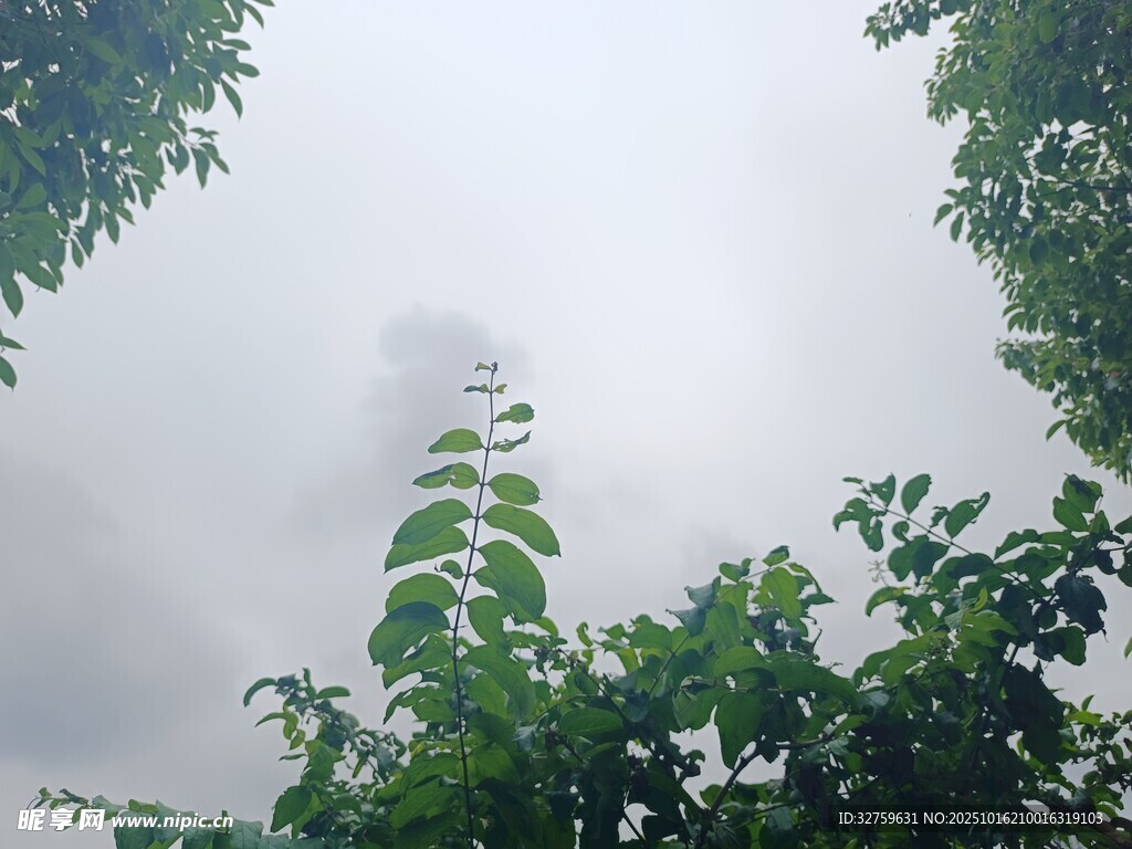 林间云雾中的葱郁绿意
