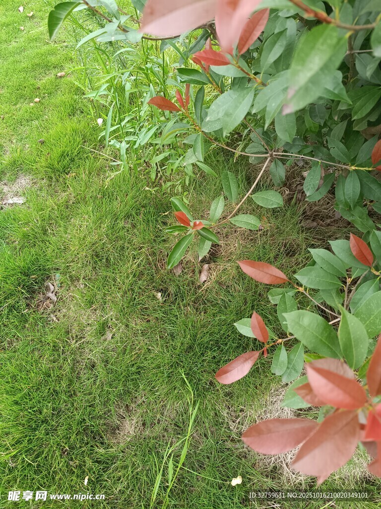 绿叶红枝的自然景致