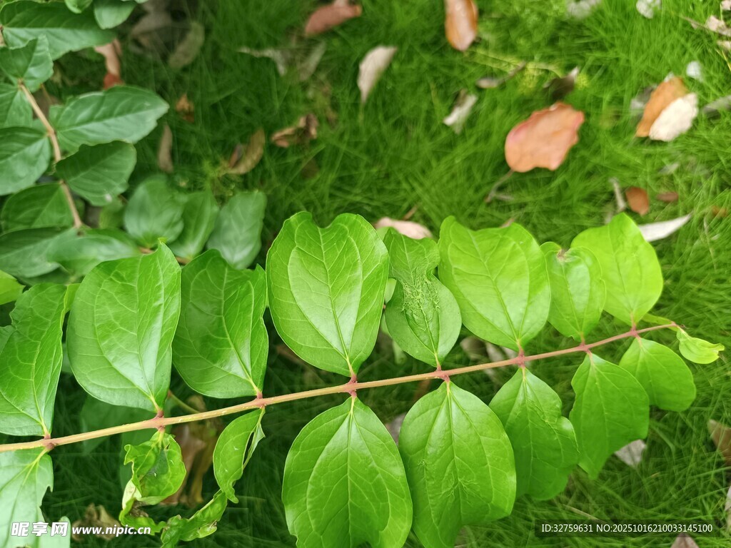 翠绿叶片与周边植被景象