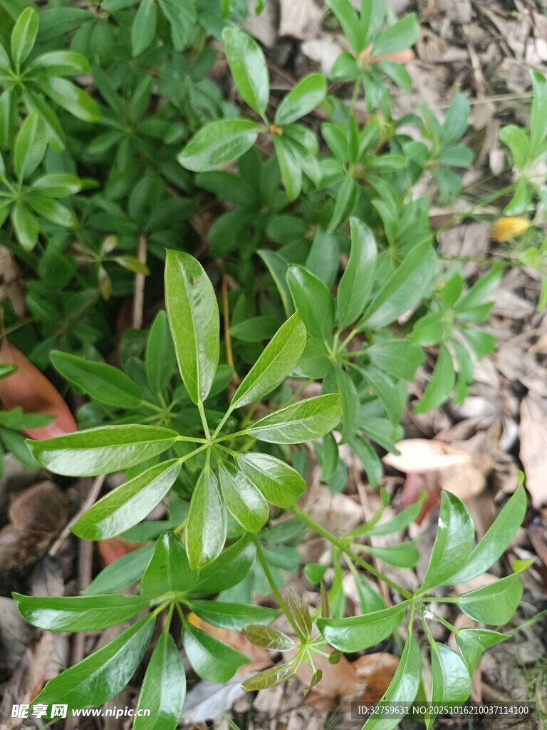 绿叶丛生的植物