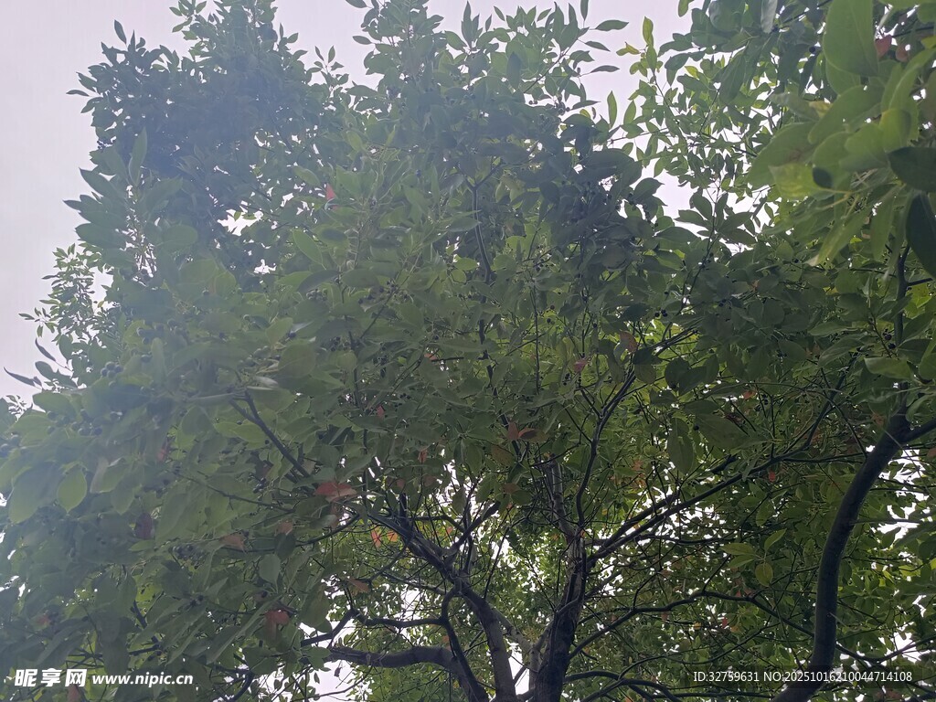 茂密绿树展现自然生机