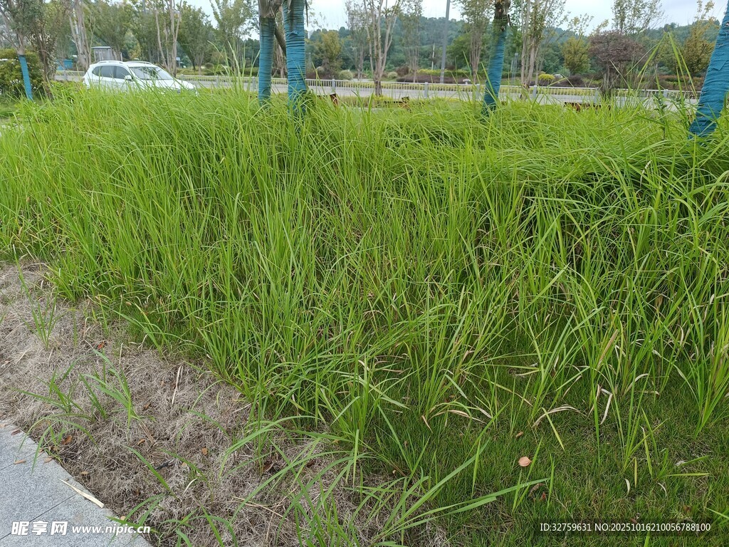 路边翠绿茂盛的草地