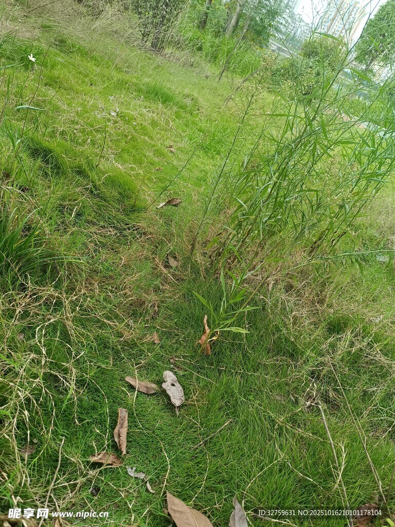 野外草地景象