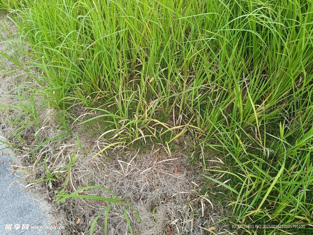 田边翠绿茂盛的青草