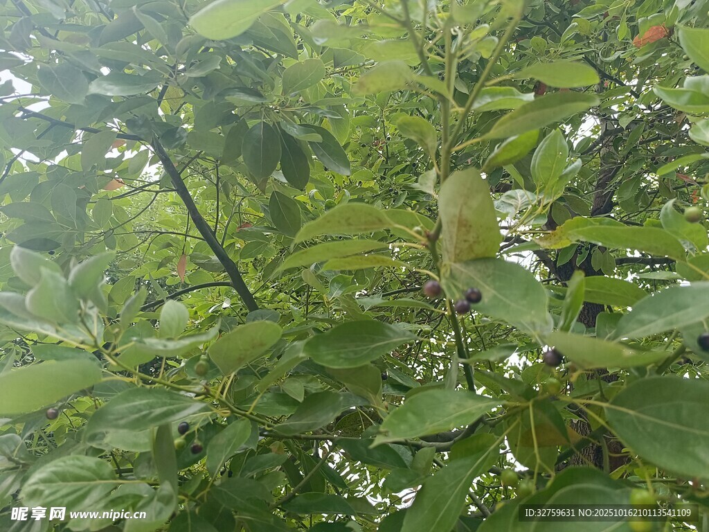 绿叶间的果实