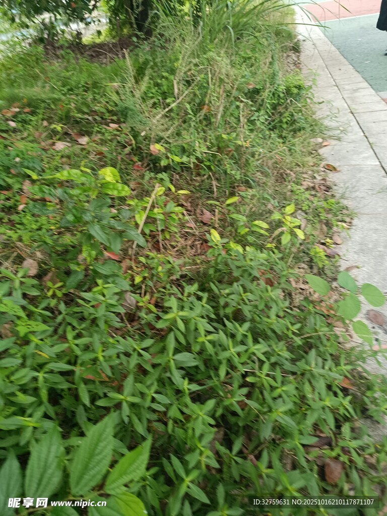 路边繁茂的绿色植物