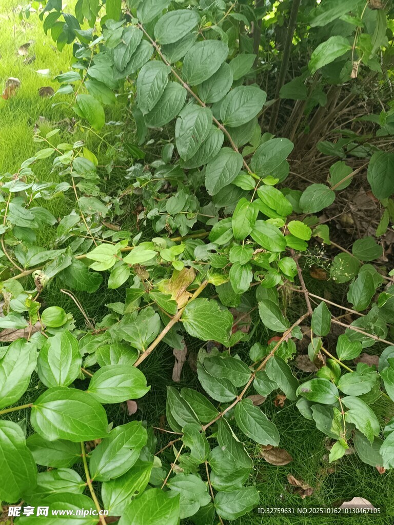 茂密绿叶植物景观