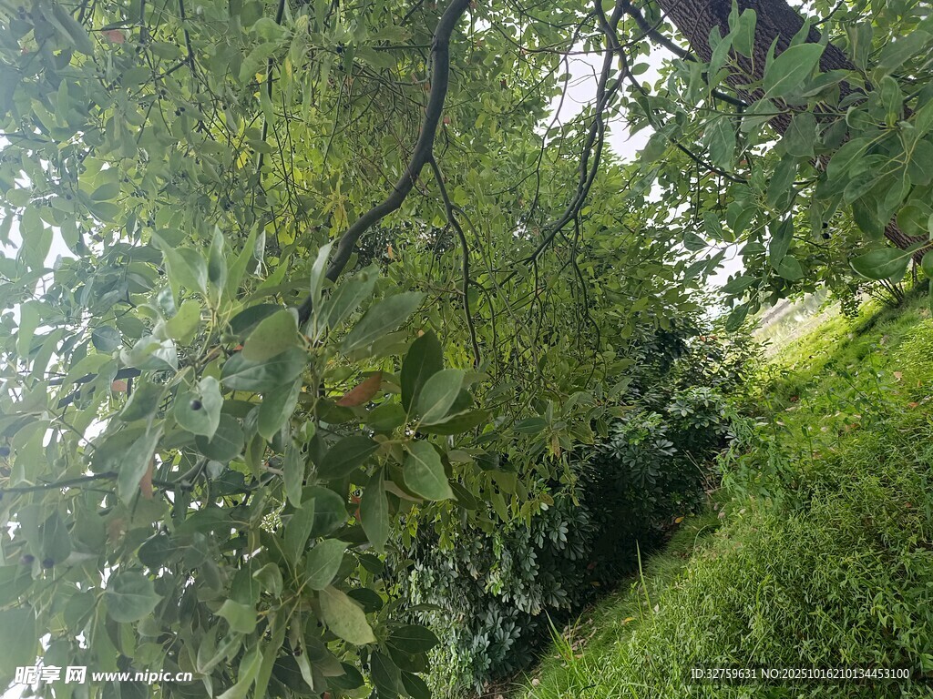 绿荫下的自然清新景致