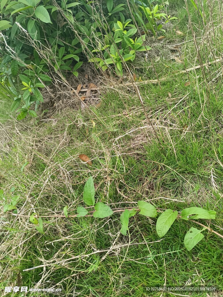 草地中的绿色植物景象