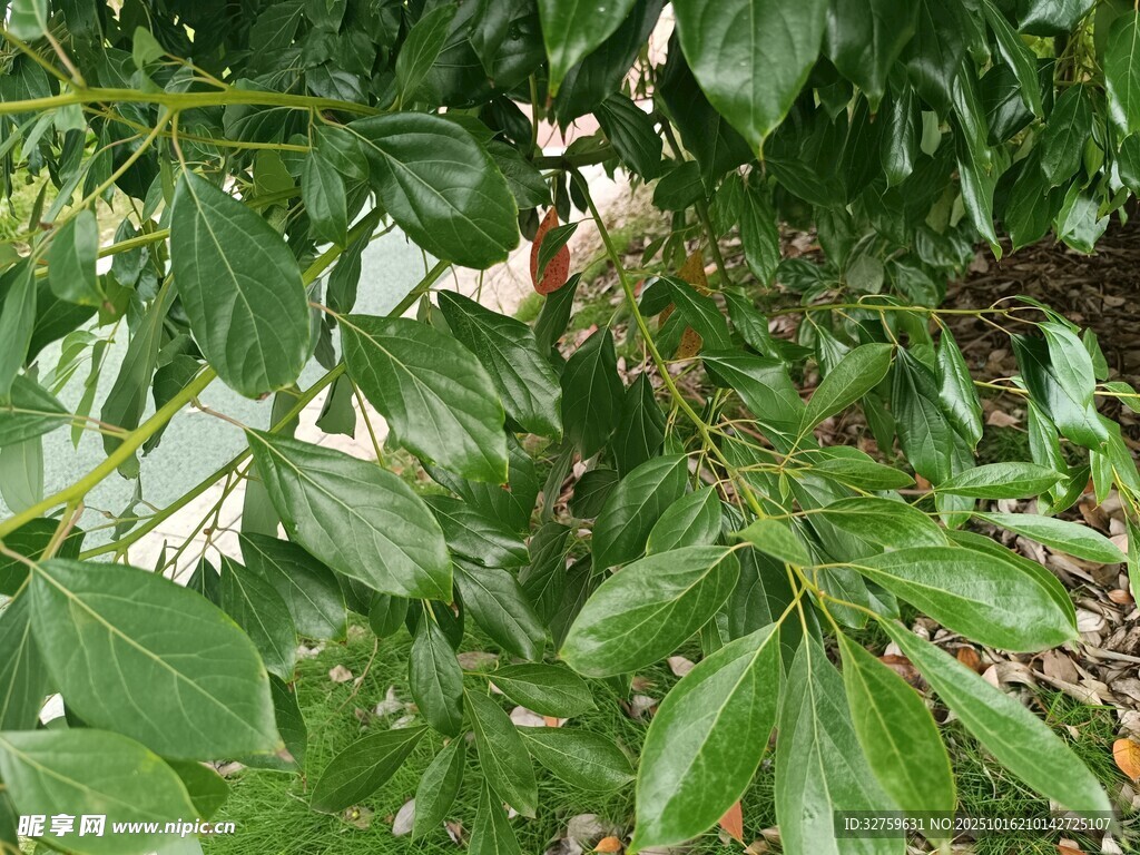 绿叶繁茂的植物景象