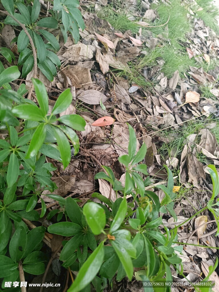草丛中的神秘景象