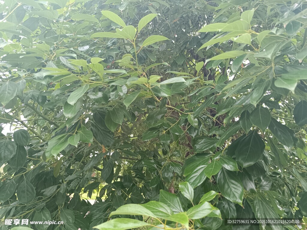 繁茂绿植 