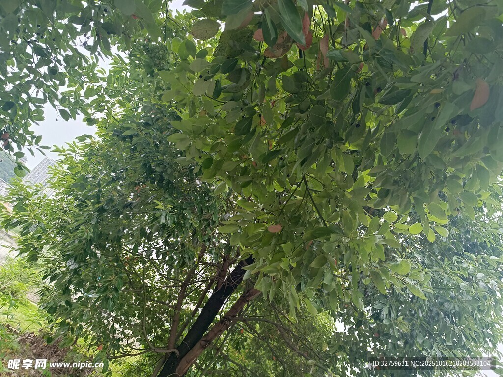 仰视茂密繁茂的绿树树冠
