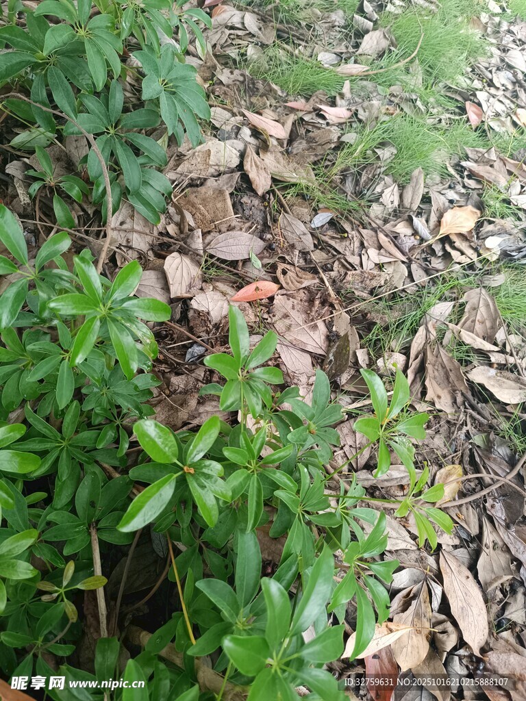 地面绿植与散落枯叶