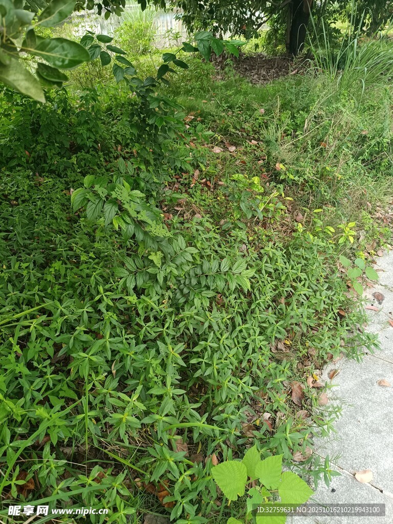 绿意盎然的草地小径