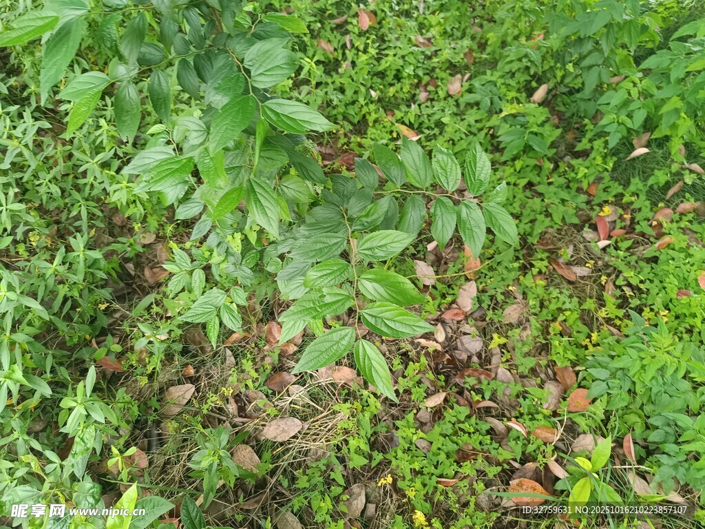 茂密绿植覆盖的地面