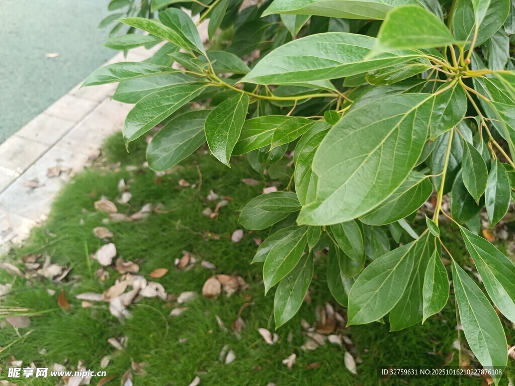 绿叶繁茂的植物特写