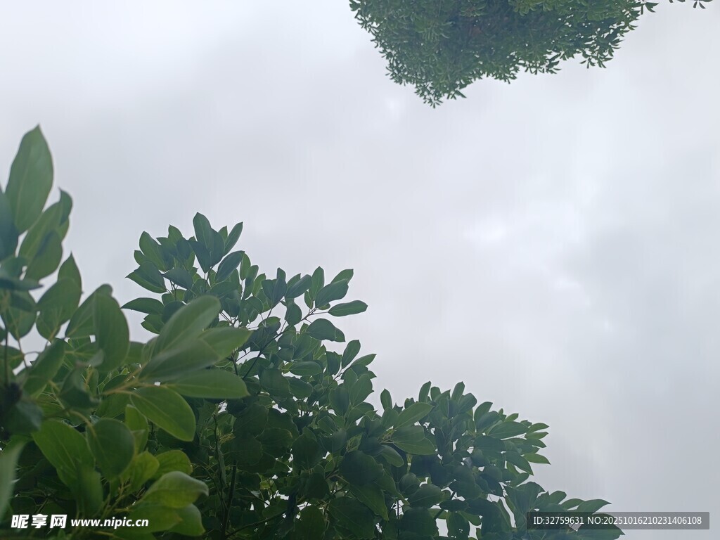 仰视葱郁绿植与灰白天空