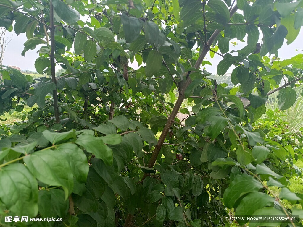 繁茂绿植 