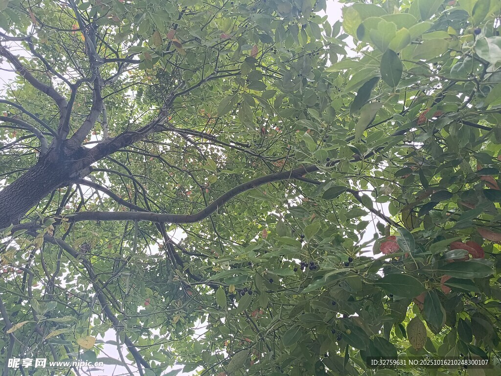 仰视繁茂树冠