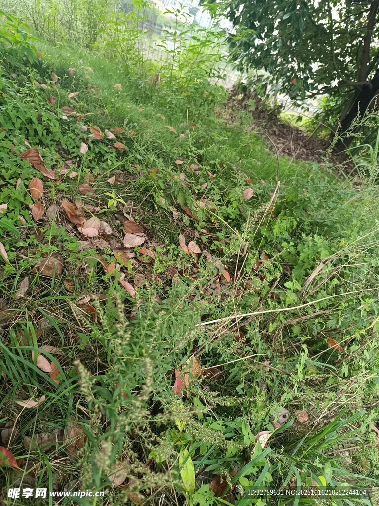 野外繁茂的草地与植被